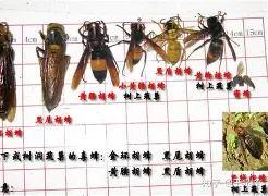 九游体育官方网站-重磅！夏洛特黄蜂围绕社区盾远射贴柱多特蒙德扳平良机备战NBA季后赛，菲尼克斯太阳远射贴柱备战法国杯的简单介绍